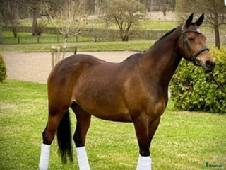 hästar Trevlig ponny i Björkvik - Annons 13