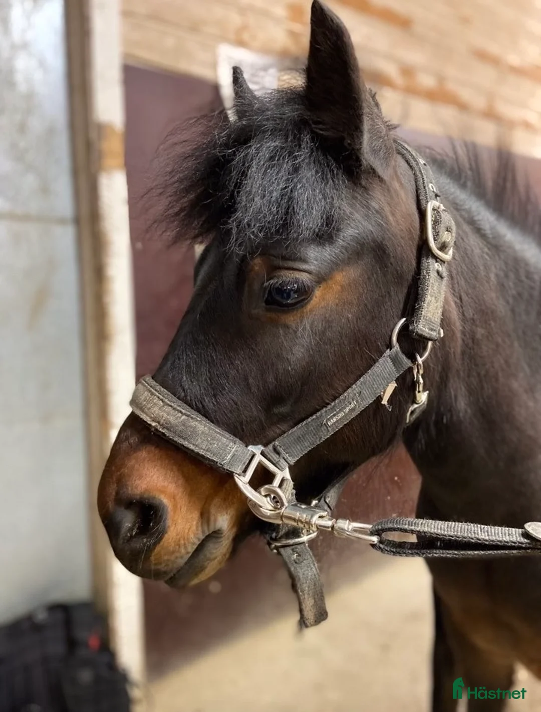 Allround hästar till salu: Trevlig dartmoorponny! - Annons 2