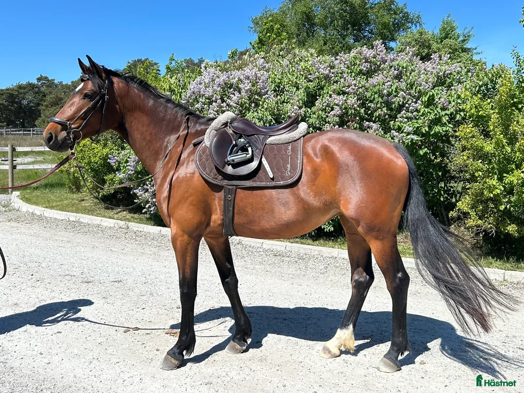 Dressyr hästar till salu: Fint sto efter Totilas Ampere - Annons 2