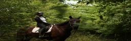 Dressyr hästar till salu: DV/Oldenborg vallak med kanon temperament - Annons 6