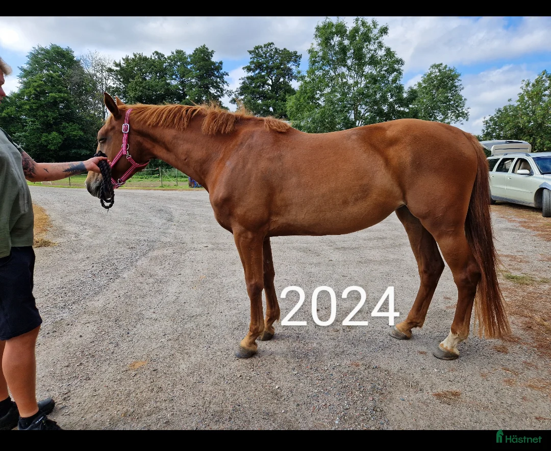 Allround hästar till salu: Igångsättning, avel, ee. Cardento - Annons 2