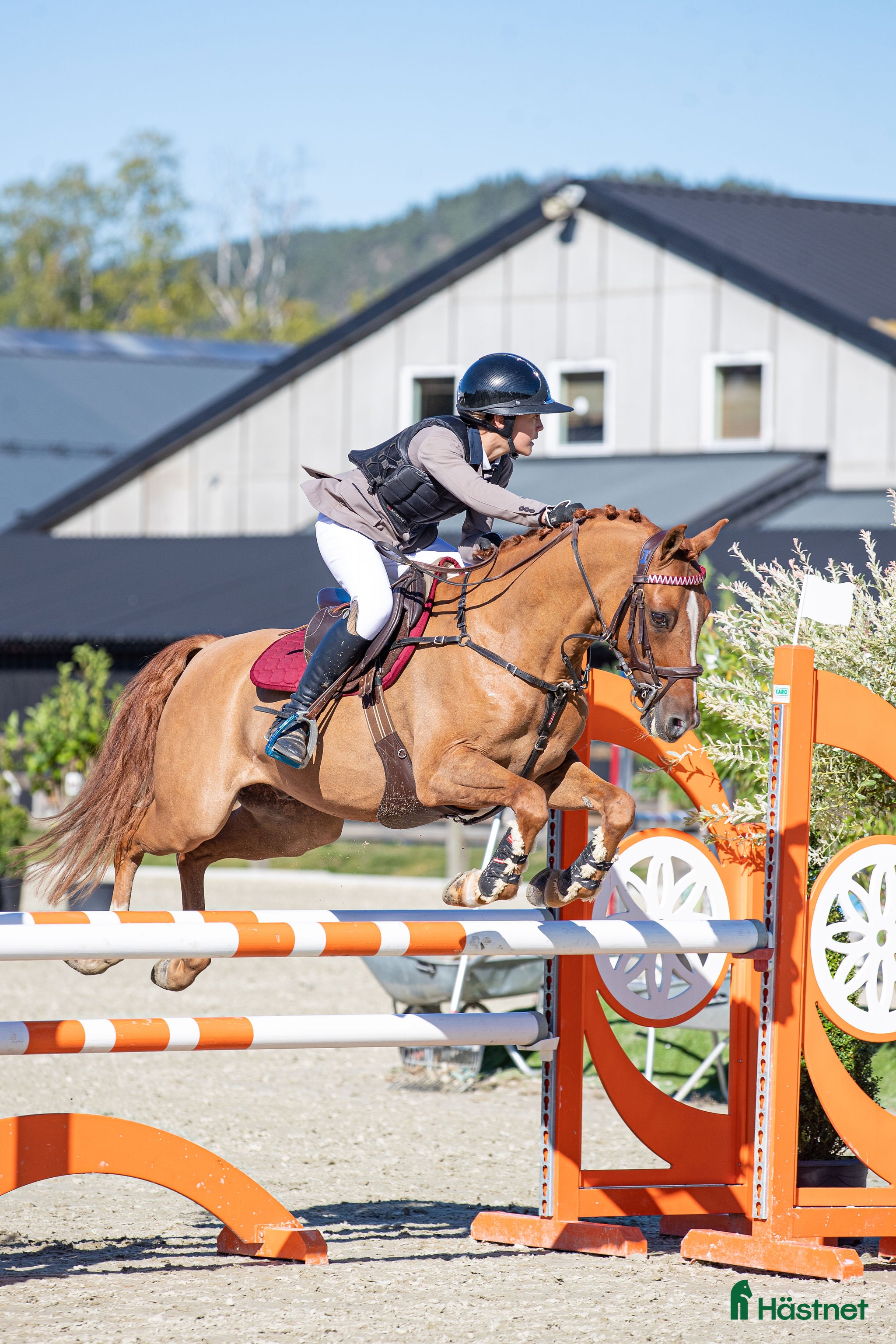  hästar Välriden maxad c ponny för de högsta klasserna  - Annons 1