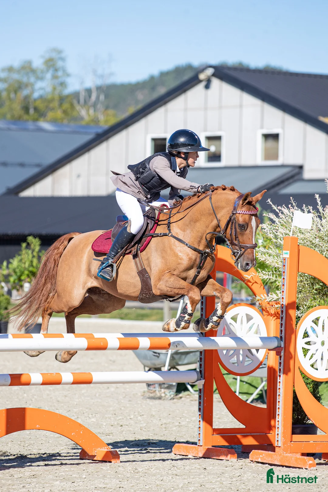Hoppning hästar till salu: Välriden maxad c ponny för de högsta klasserna  i Kungälv - Annons 1