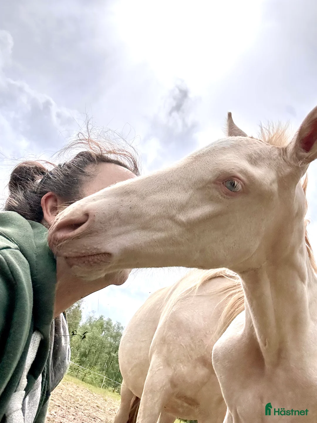 Allround hästar till salu: kvalitetsföl PRE, Sto och Perlino Hingst i Ullared - Annons 15