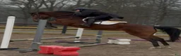 Hoppning hästar till salu: Fin 4-åring  - Annons 3