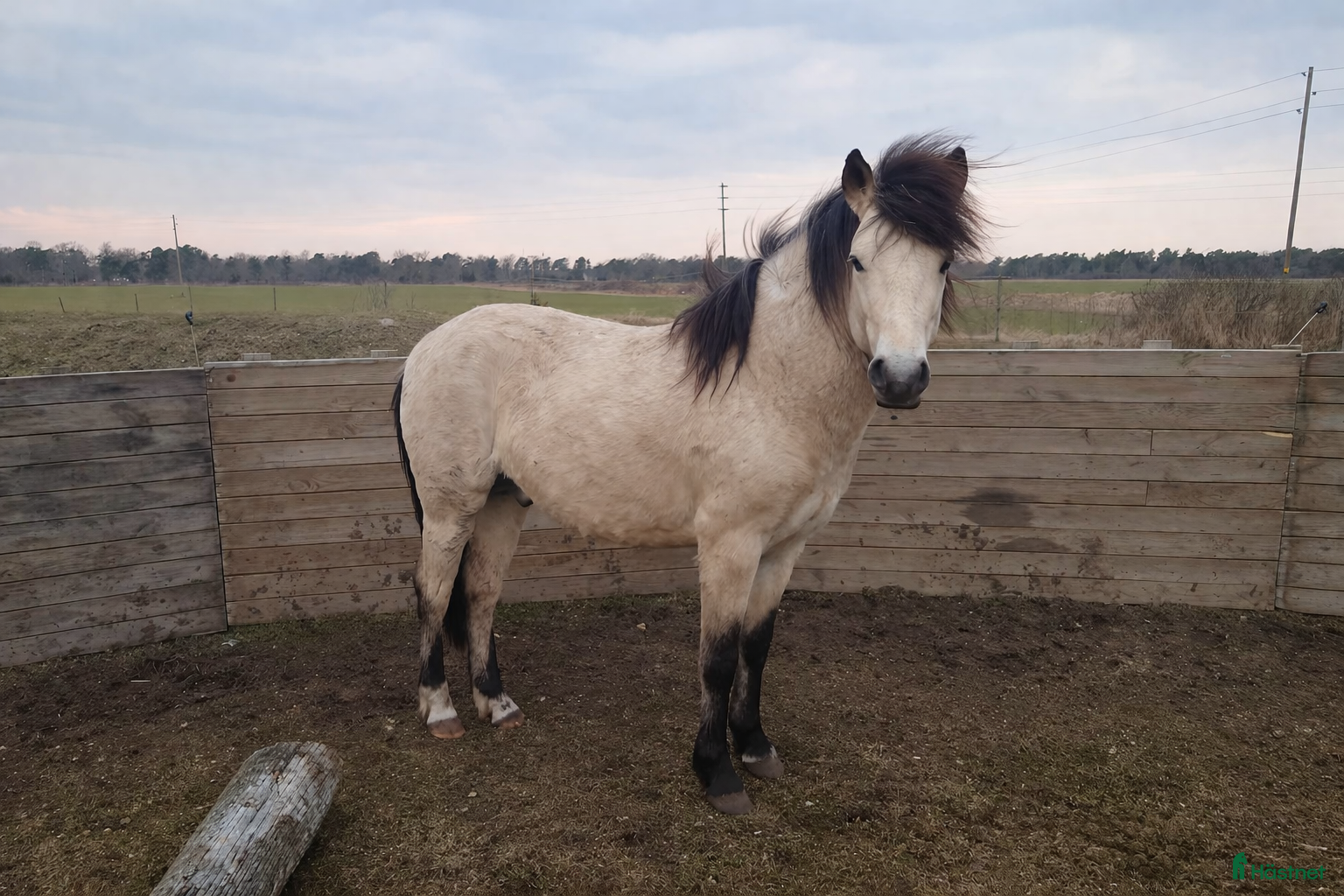  hästar Gotlandsruss  - Annons 6