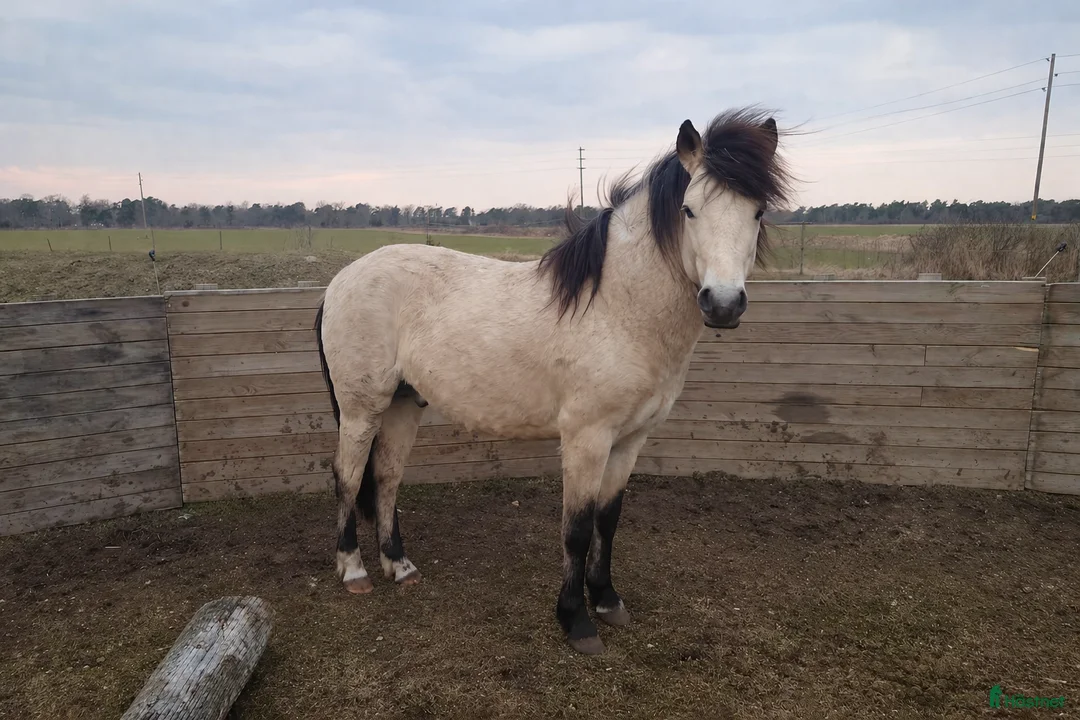 Allround hästar till salu: Gotlandsruss  i Havdhem - Annons 1