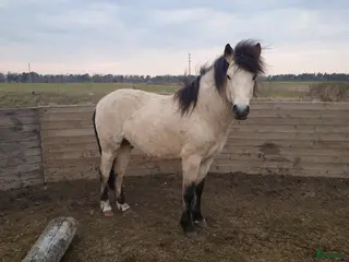 hästar Gotlandsruss - Annons 6