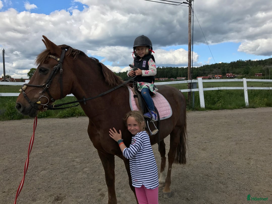  foderhäst sökes: Fodervärd/medryttare i Stocksund - Annons 3