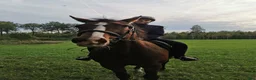 Allround hästar till salu: Pigg läromästare & perfekt mor-/dotterhäst! i Blackstad - Annons 4