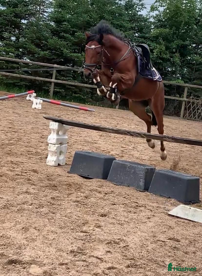  hästar Fantastisk ponny med toppstam!  i Påarp - Annons 3