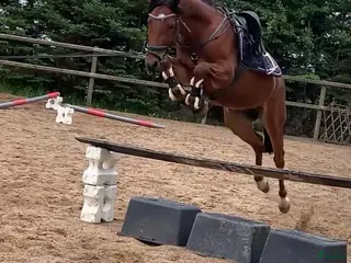 hästar Fantastisk ponny med toppstam! i Påarp - Annons 3