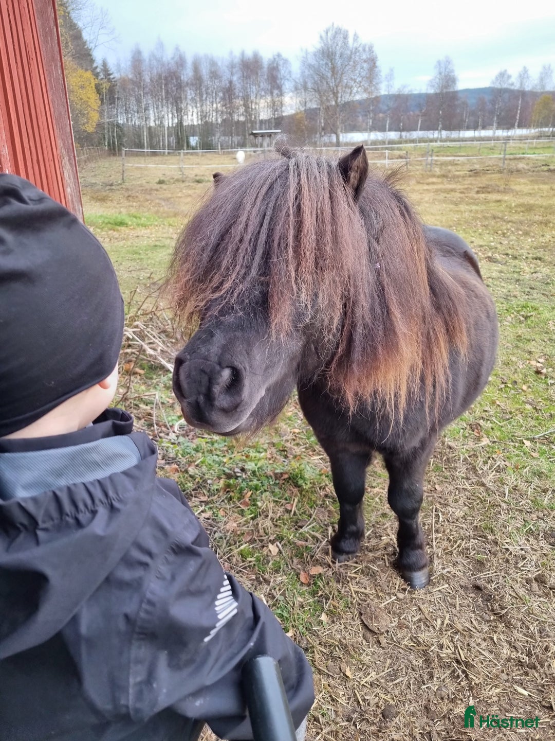 Sällskap hästar till salu: Minishetlandsponny söker sin nya familj i Bjästa - Annons 6