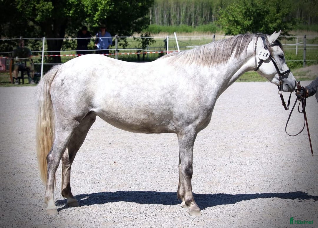 Allround hästar till salu: Mysig maxad B ponny  i Enköping - Annons 2