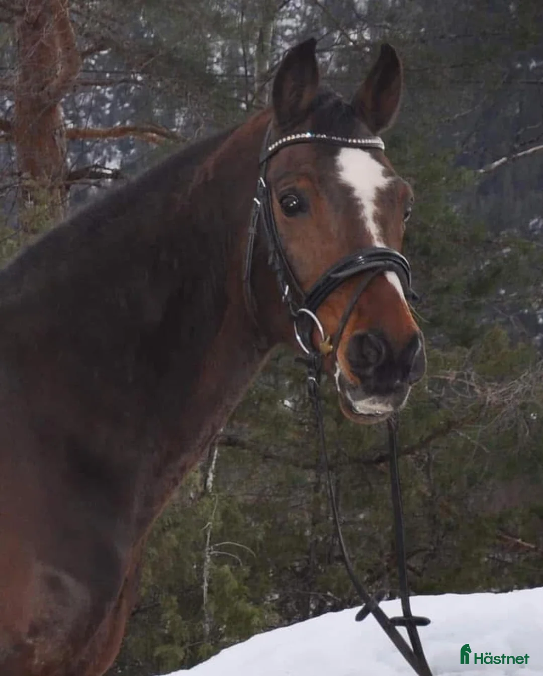 Allround hästar till salu: Sportsponni hingst for fremtiden  - Annons 6