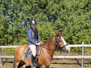 hästar Fräck tävlingsponny! i Vedum - Annons 5