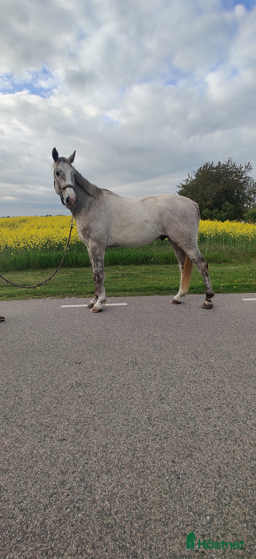 Hoppning hästar till salu: Storhoppande 3åring i Blentarp - Annons 3