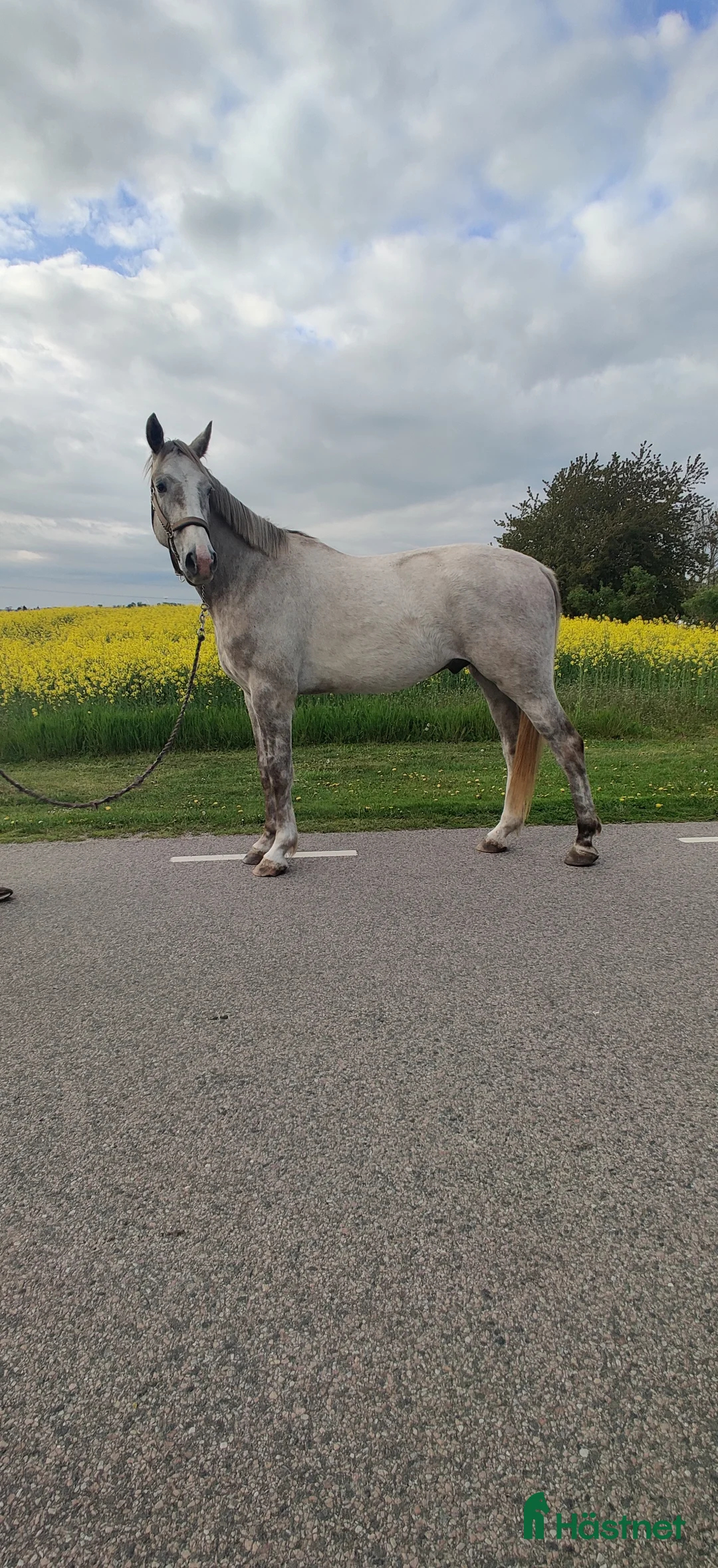Hoppning hästar till salu: Storhoppande 3åring i Blentarp - Annons 3