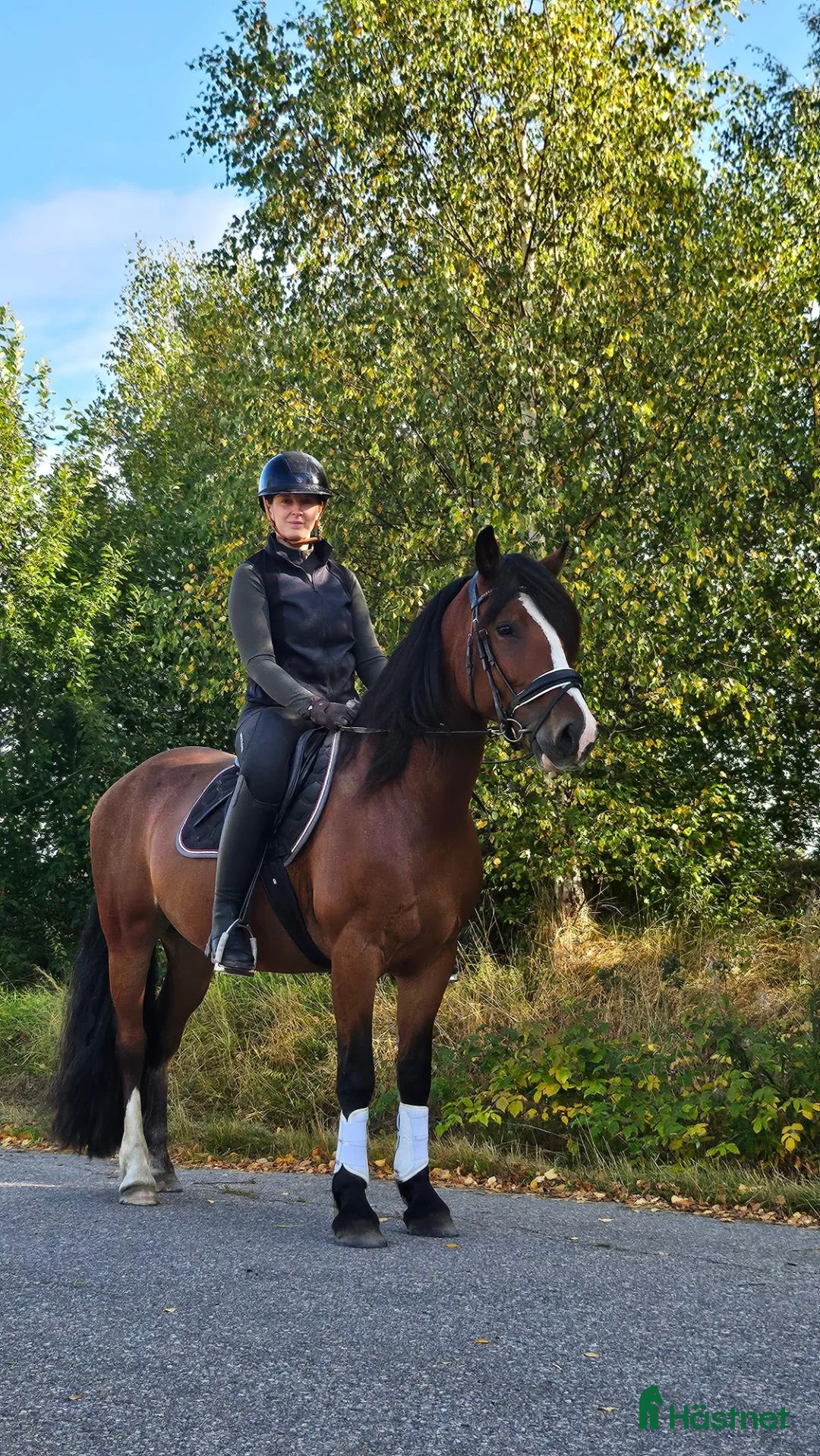 Allround hästar till salu: Drömkille - Annons 2