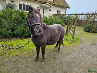 hästar Snäll ponny 3 år i Laholm - Annons 1