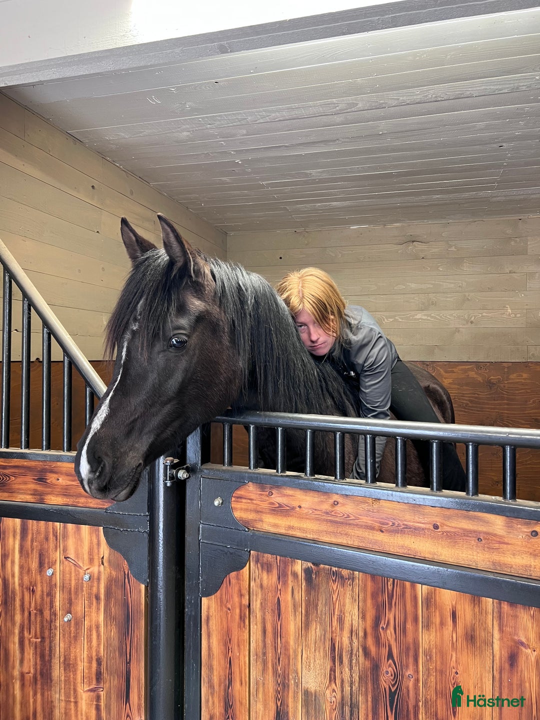 Allround hästar till salu: Världens bästa kille!  i Bräkne-Hoby - Annons 4