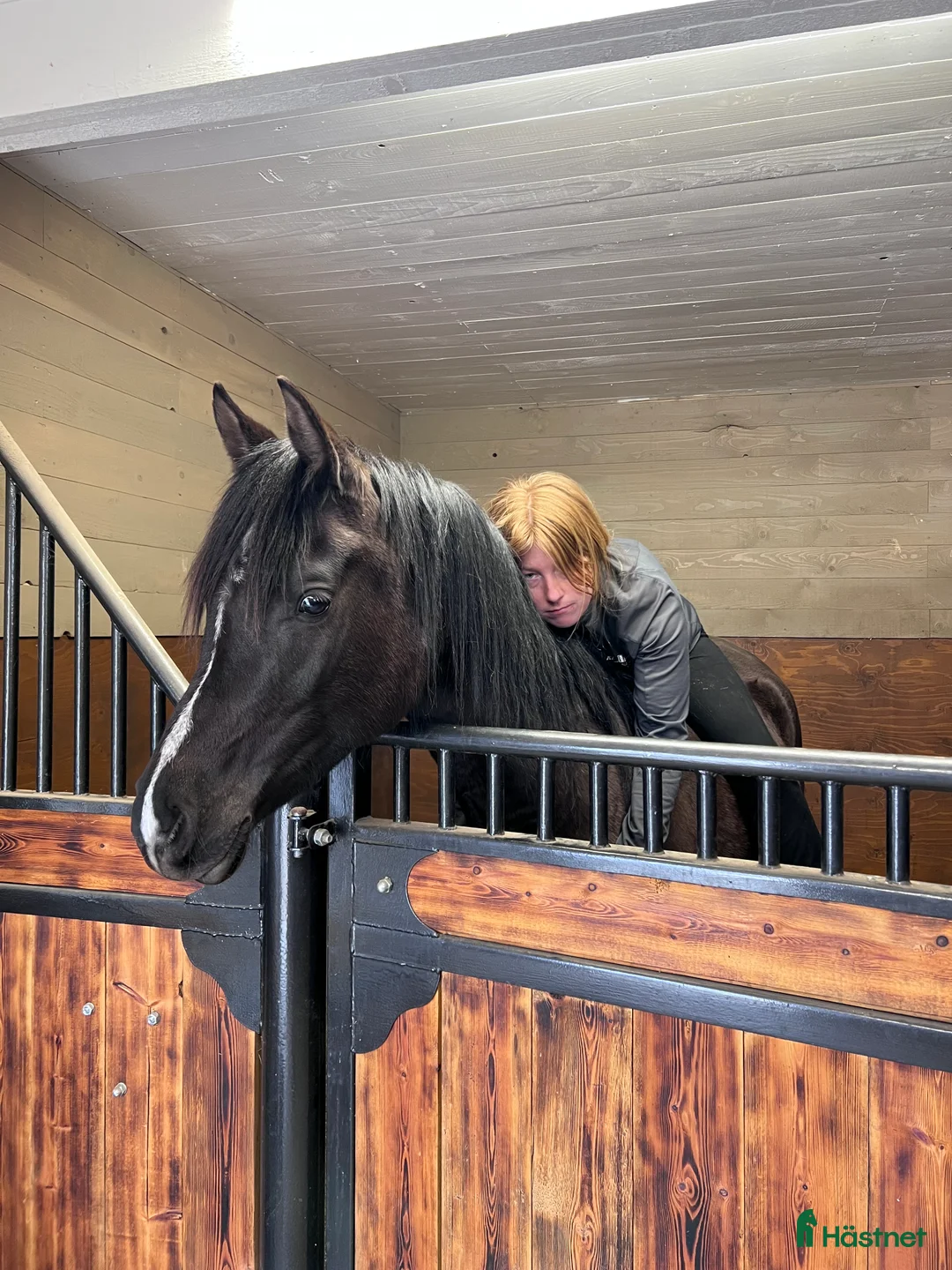 Allround hästar till salu: Världens bästa kille!  i Bräkne-Hoby - Annons 4