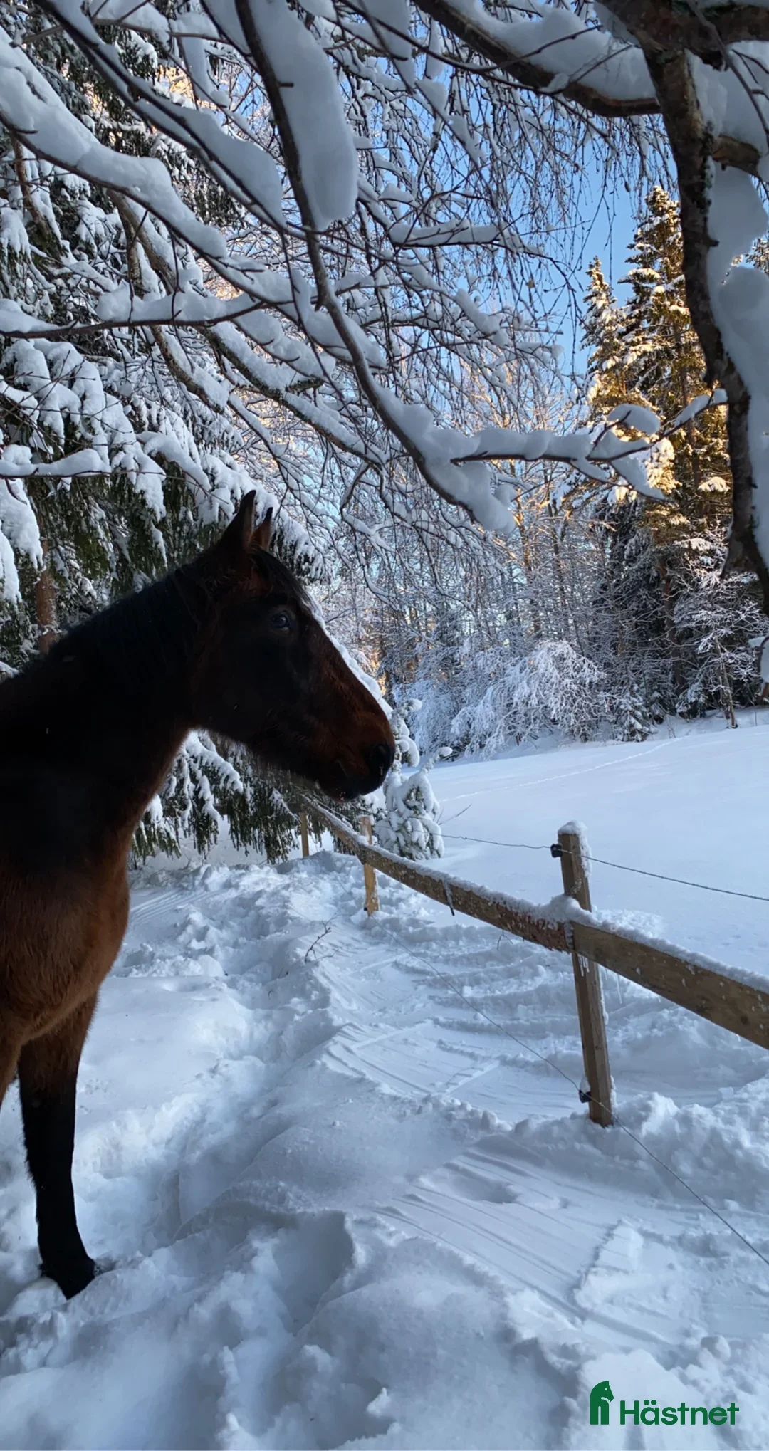 Övrigt hästar till salu: 2st underbara travare till sällskap alt skogsmulle - Annons 3