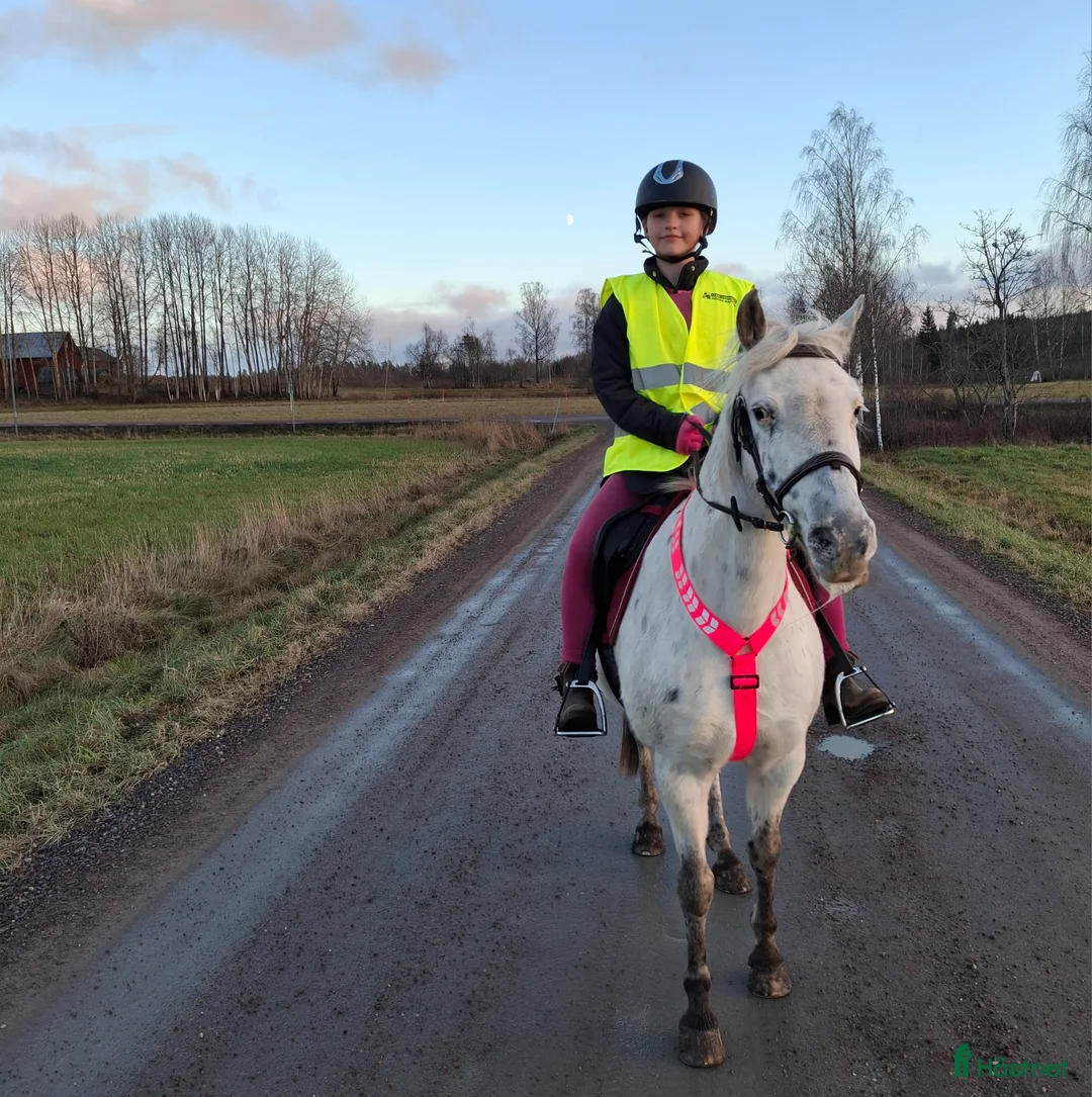 Allround hästar till salu: Hobby ponny - Annons 1