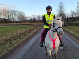 hästar Hobby ponny - Annons 5