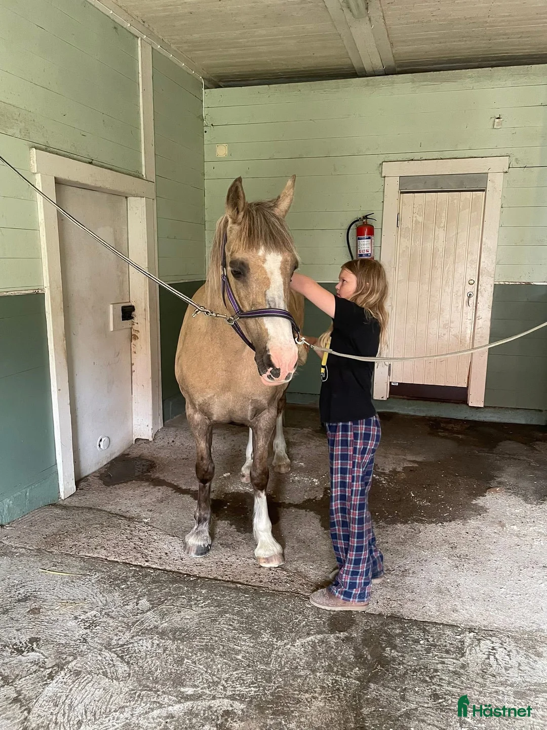 Avelshästar hästar till salu: Vackert Welsh Cob sto  i Fotskäl - Annons 2