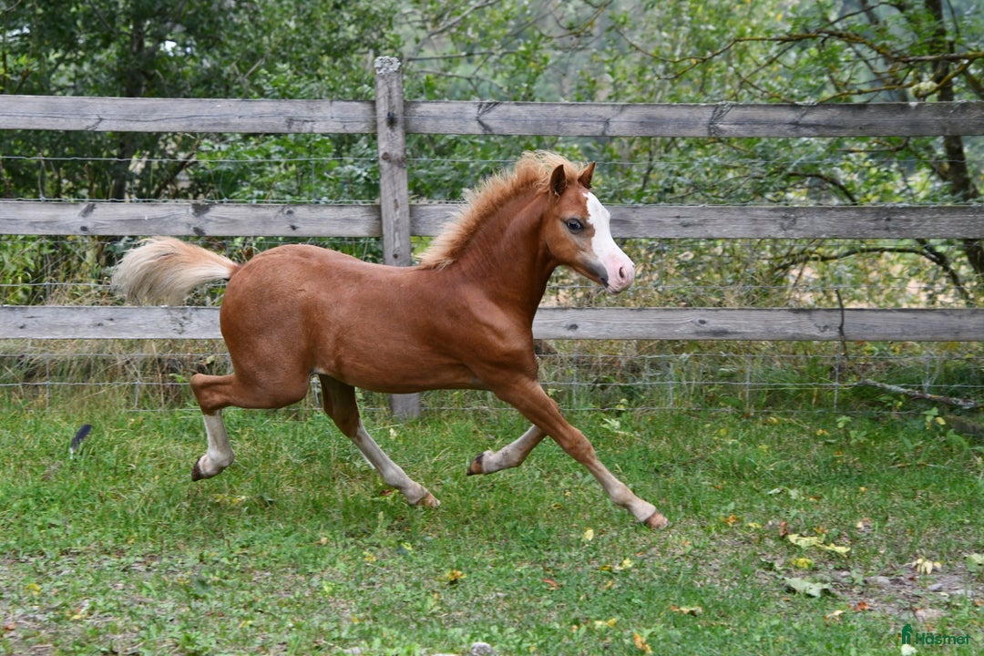 Allround hästar till salu: Ett föl som fångar blicken direkt.  i Nyköping - Annons 9