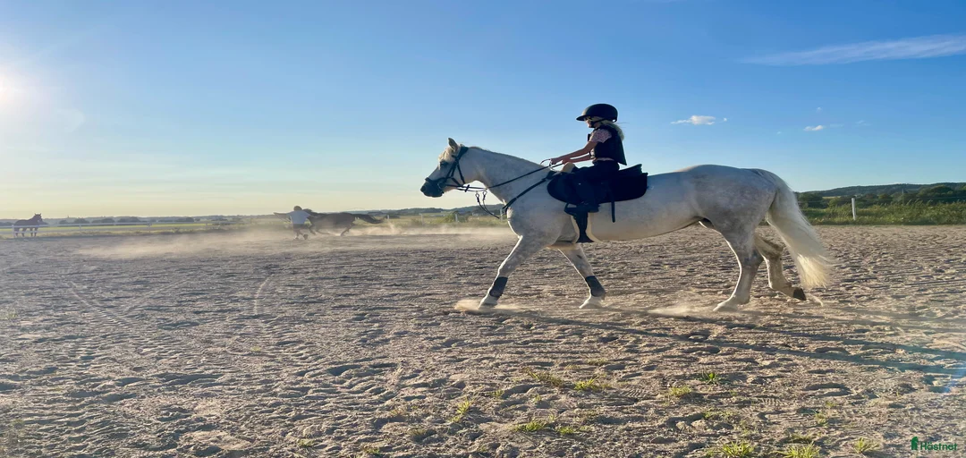 Galleribild {{count}}