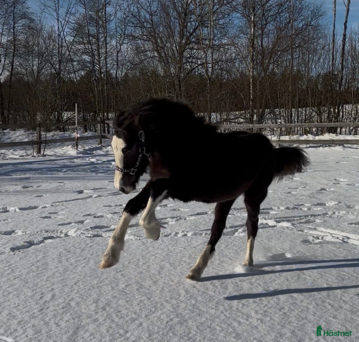  hästar Vackert Welsh cobsto  - Annons 2