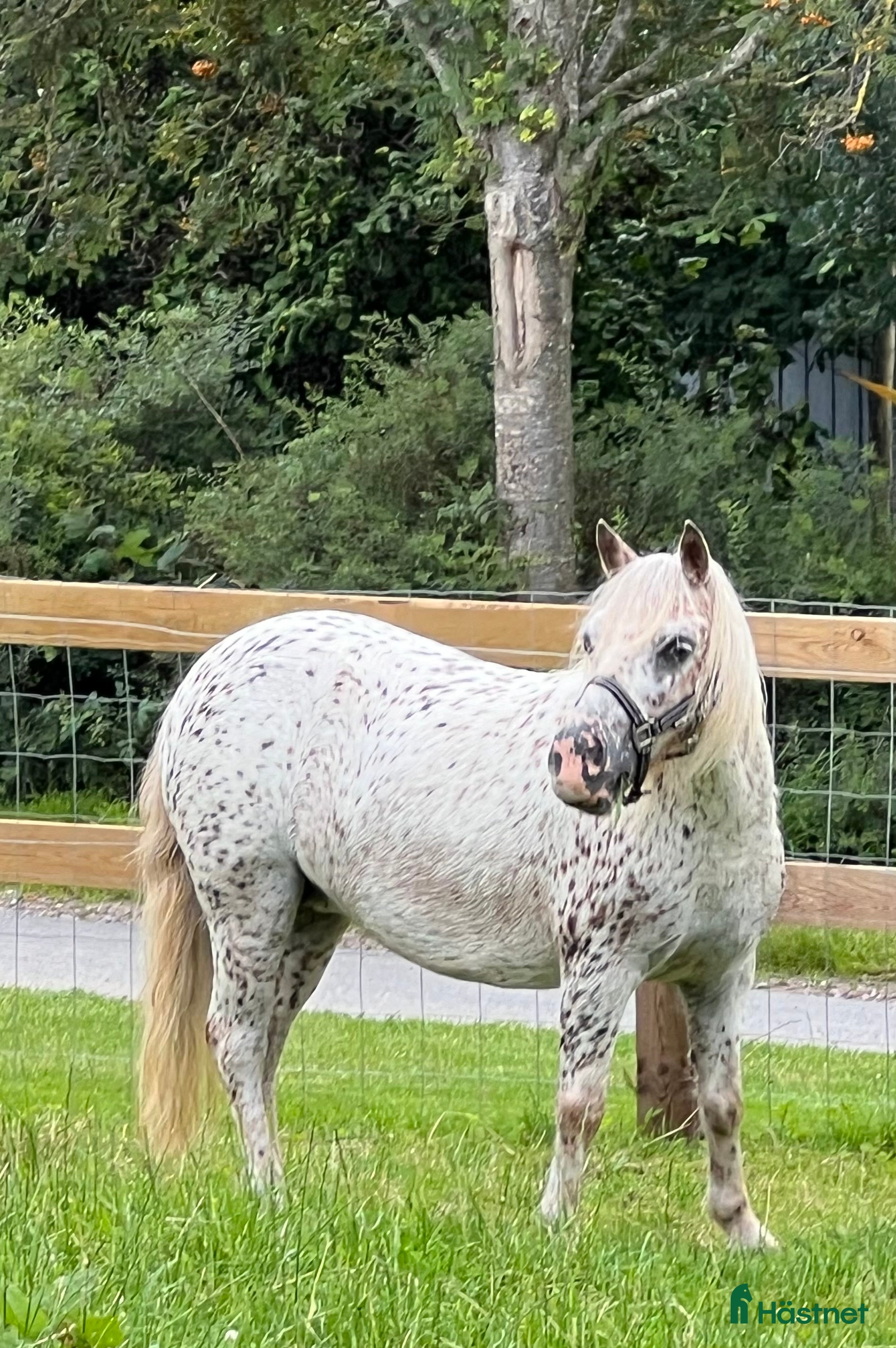 Övrigt hästar till salu: Smukkeste Knapstrupper Shettis - Annons 1