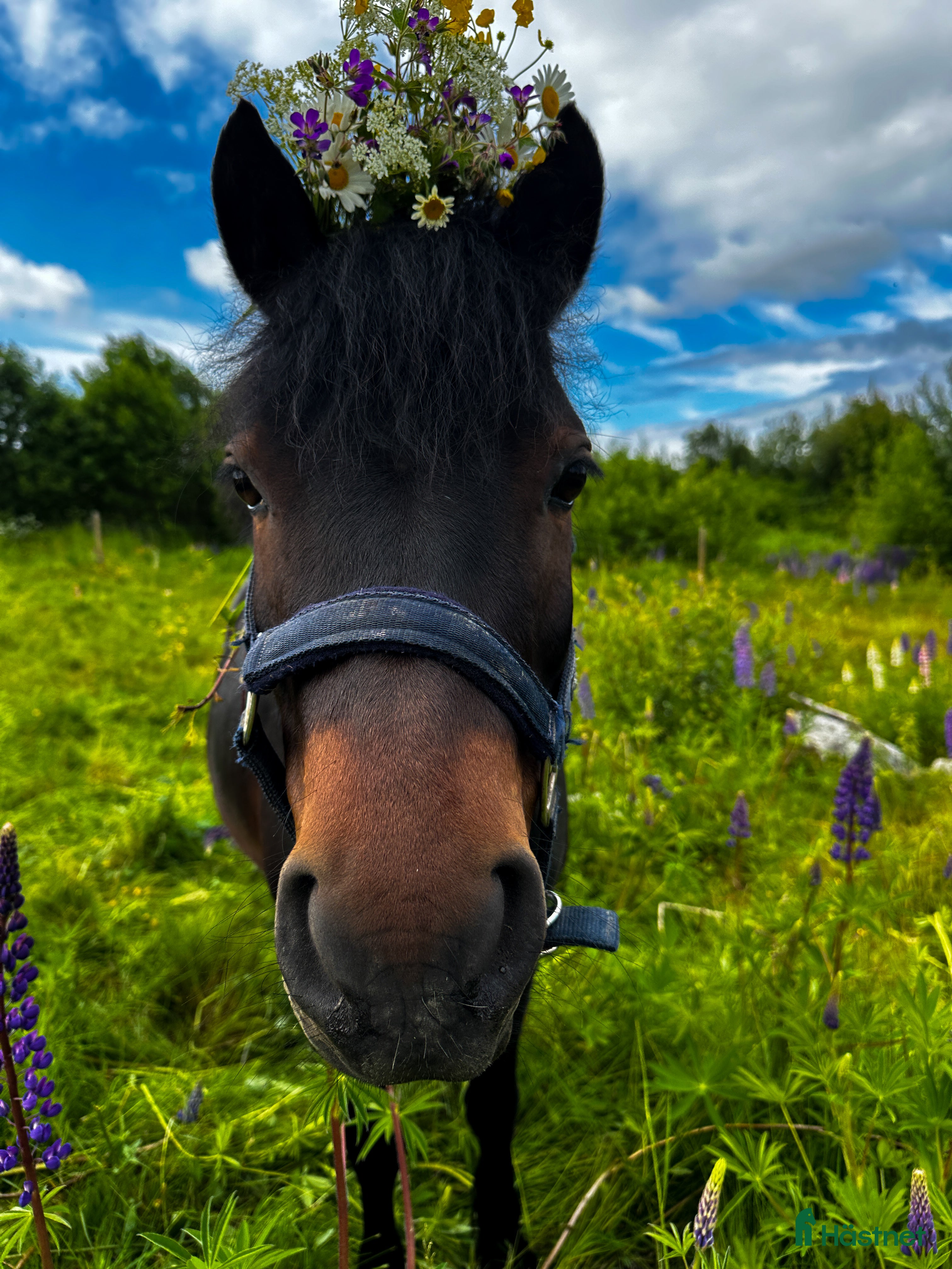  hästar Trevlig dartmoorponny! - Annons 18