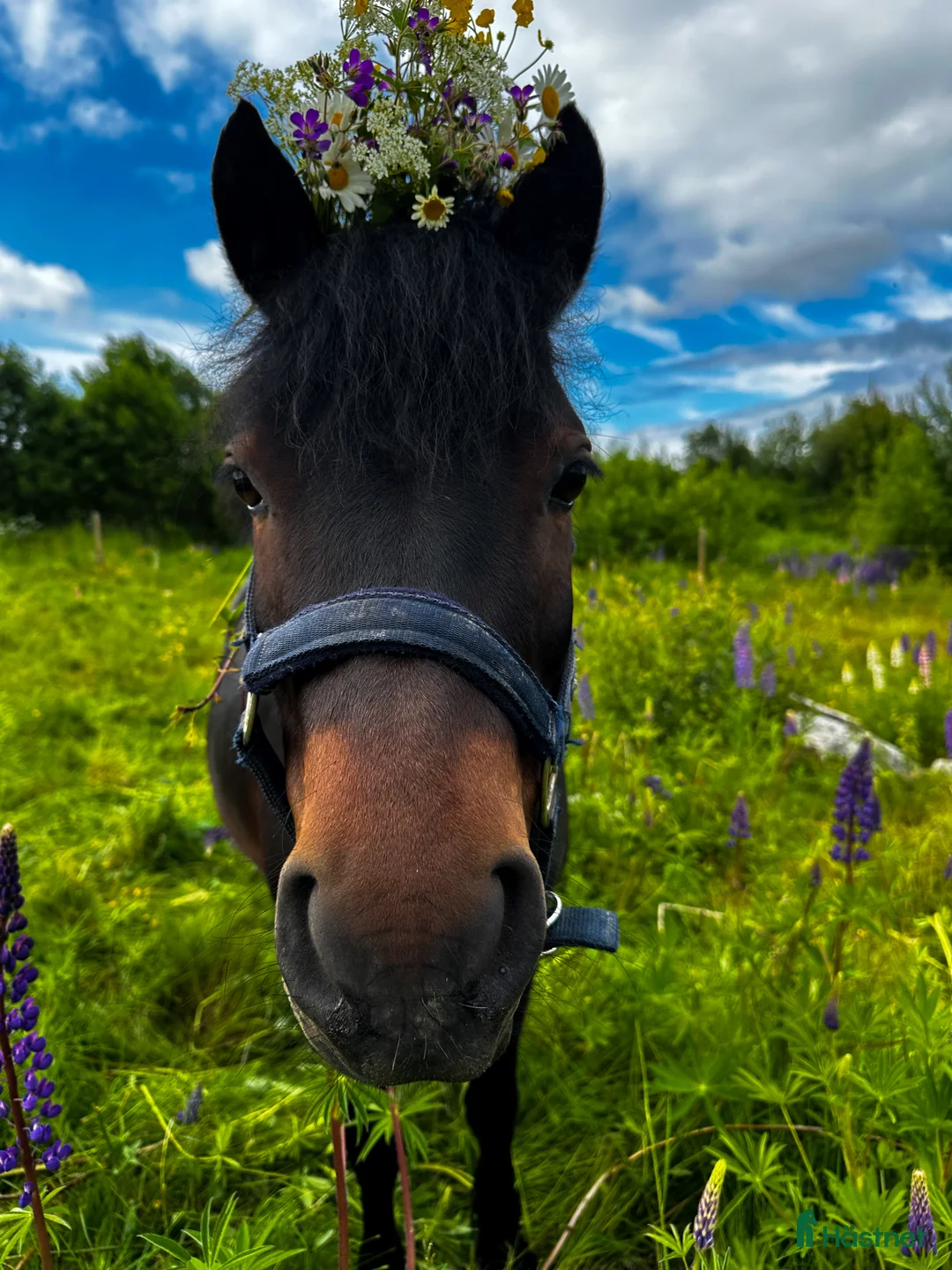 Allround hästar till salu: Trevlig dartmoorponny! - Annons 1