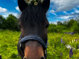 hästar Trevlig dartmoorponny! - Annons 18