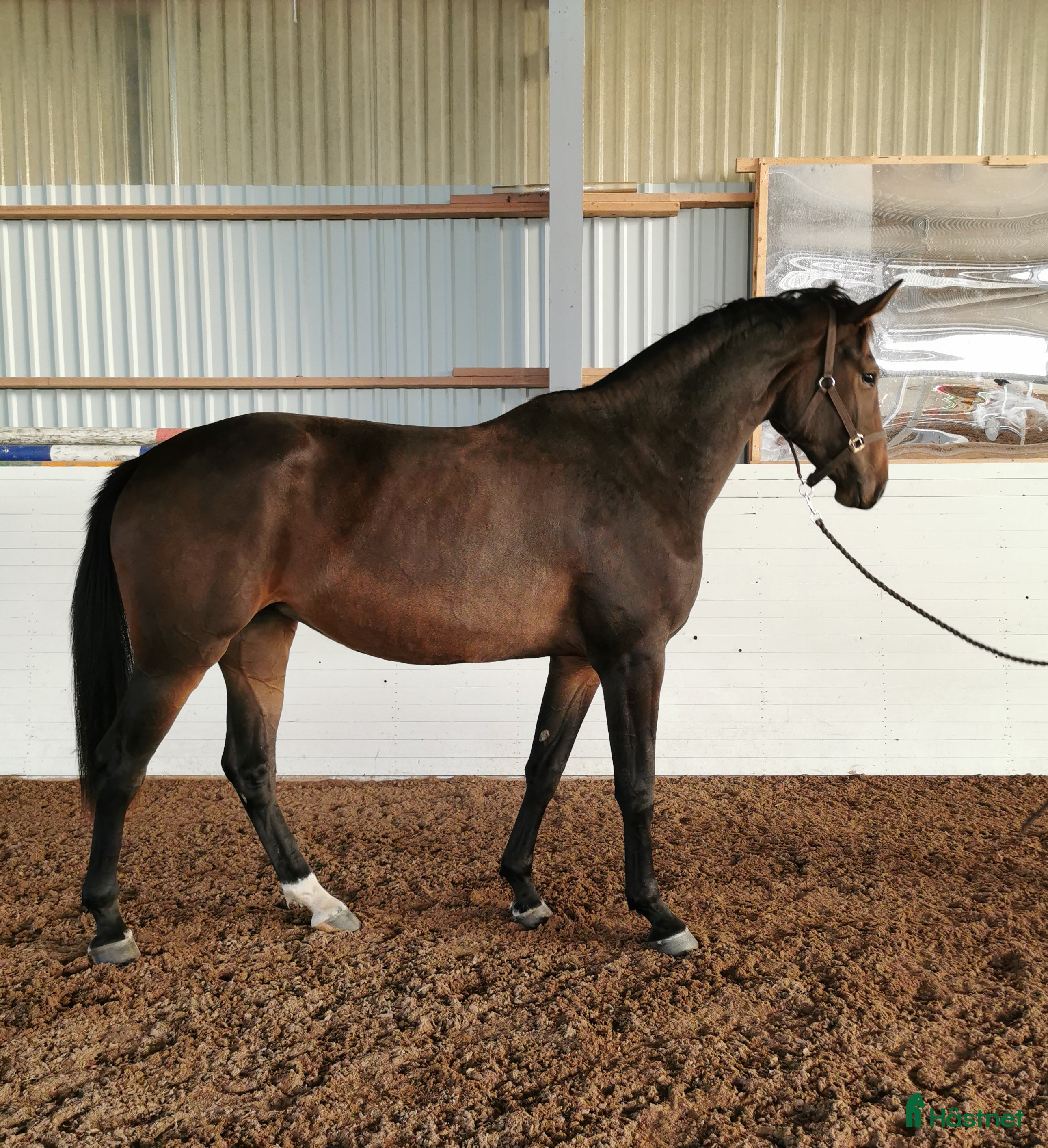 Hoppning hästar till salu: Halvbror går 145 i USA i Killeberg - Annons 1