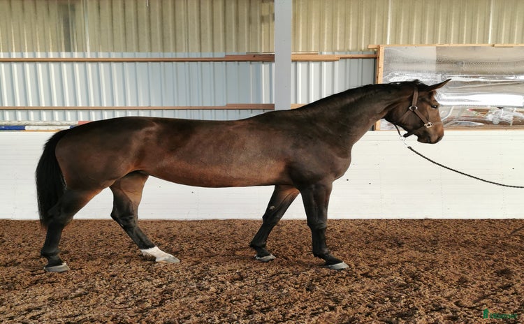  hästar i Killeberg - Annons 12