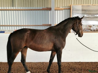 Hoppning hästar till salu: Halvbror går 145 i USA i Killeberg - Annons 1