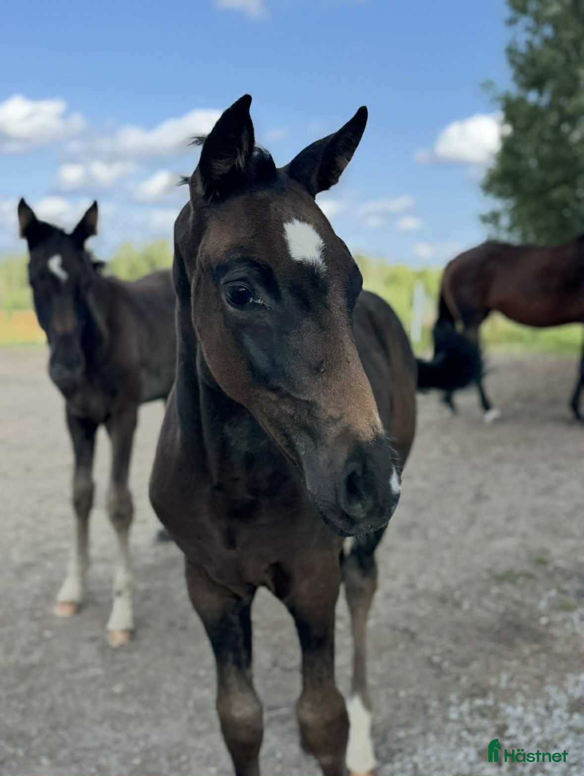  hästar En bästa vän för framtiden. i Umeå - Annons 10