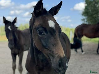 hästar En bästa vän för framtiden. i Umeå - Annons 10