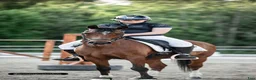 Dressyr hästar till salu: Fantastisk ponny med utstrålning  - Annons 3