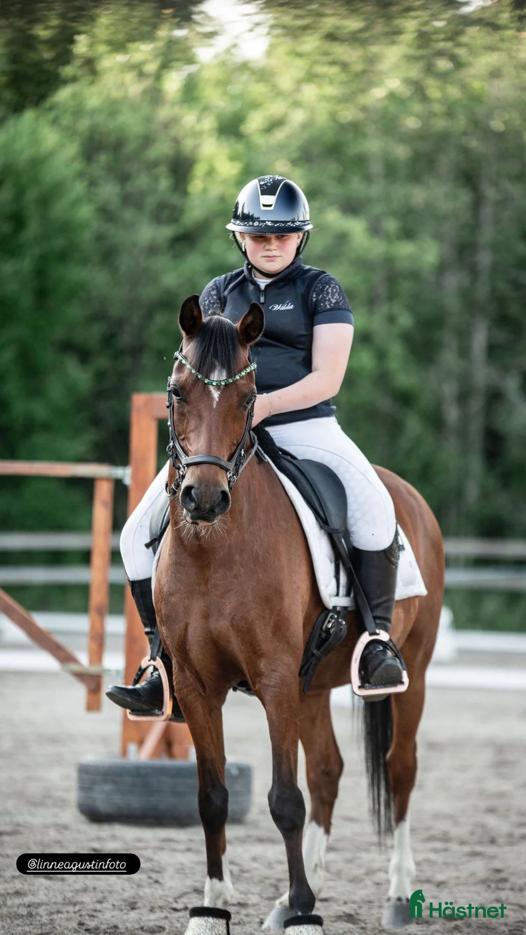 Dressyr hästar till salu: Fantastisk ponny med utstrålning  - Annons 3