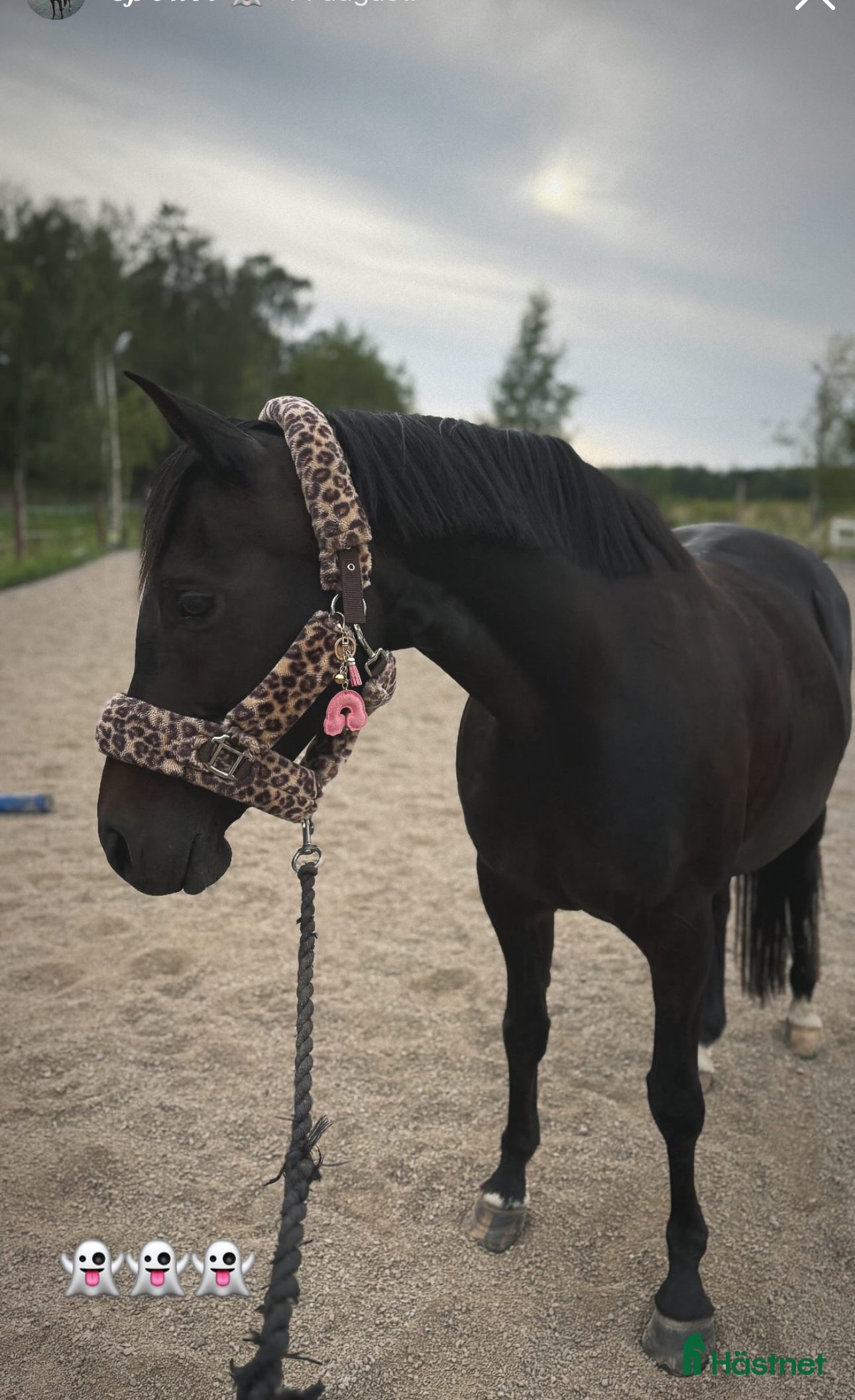  hästar Vackert sto söker erfaren hästmänniska  i Åkers Styckebruk - Annons 4