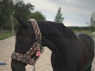 hästar Vackert sto söker erfaren hästmänniska i Åkers Styckebruk - Annons 7