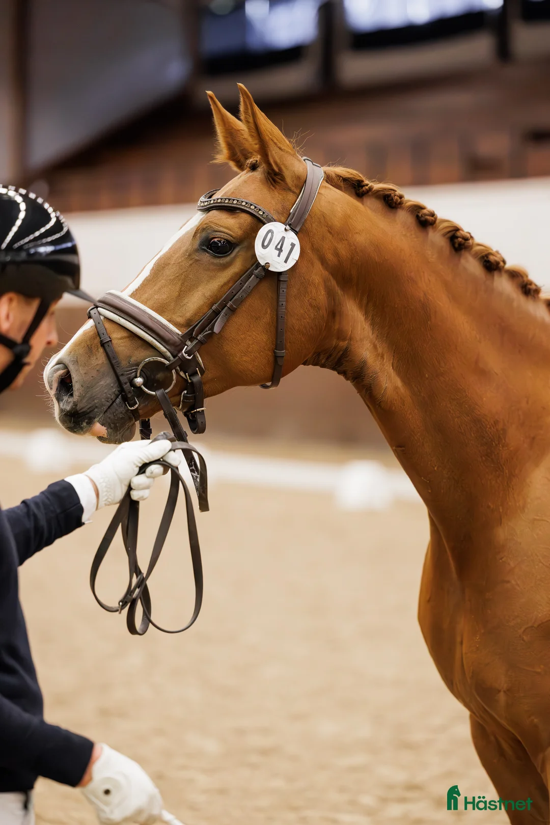 Dressyr hästar till salu: Kvalitetssto e: Quaterhit HÖG Ridbarhet - Annons 3
