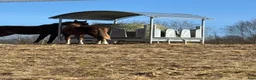  stallplats finnes: Stall plats i Kalvsvik - Annons 1