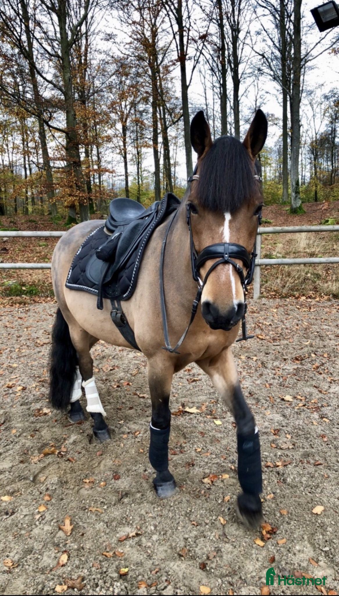  foderhäst Välskolad New Forest  - Annons 1