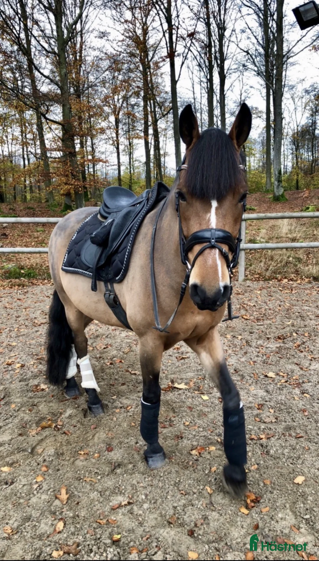  foderhäst finnes: Välskolad New Forest  - Annons 1